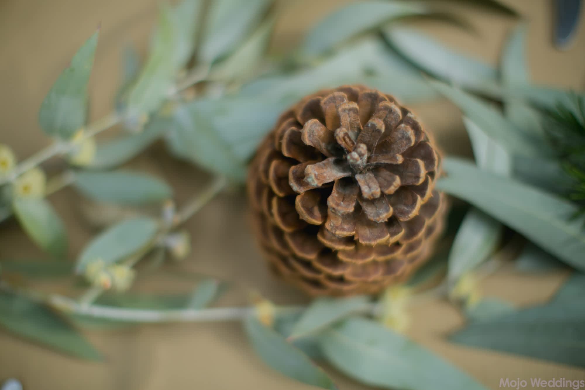 A pine cone sits among eucalyptus leaves as a centerpiece.